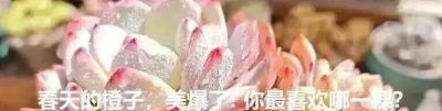 你能相信吗？ 这竟然是多肉的花！太别致了。 - 图画吧TUHUABA
