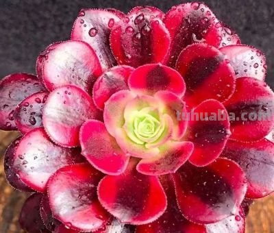 四月必囤8种易出锦多肉！颜值炸裂好养活，新手也能养出绝美锦斑 - 图画吧TUHUABA