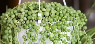 多肉植物（菊科） - 图画吧TUHUABA