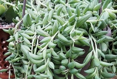 多肉植物（菊科） - 图画吧TUHUABA