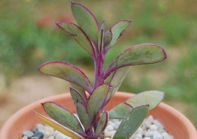 多肉植物（菊科） - 图画吧TUHUABA
