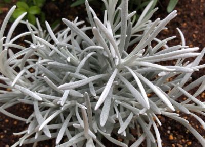 多肉植物（菊科） - 图画吧TUHUABA