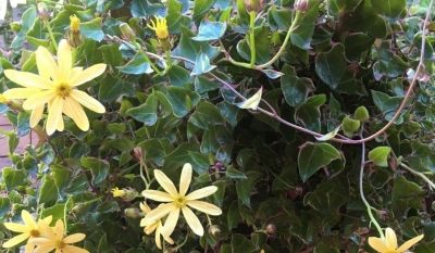 多肉植物（菊科） - 图画吧TUHUABA