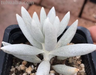 多肉植物（菊科） - 图画吧TUHUABA