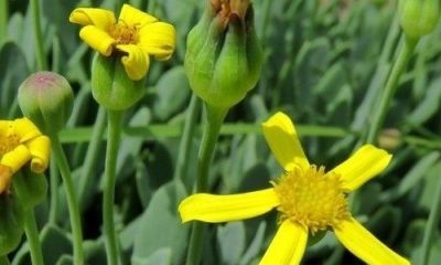 多肉植物（菊科） - 图画吧TUHUABA