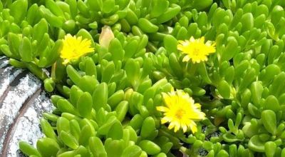 多肉植物（菊科） - 图画吧TUHUABA