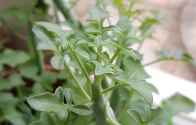多肉植物（菊科） - 图画吧TUHUABA
