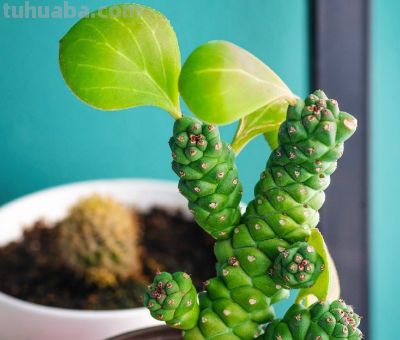 多肉植物（菊科） - 图画吧TUHUABA