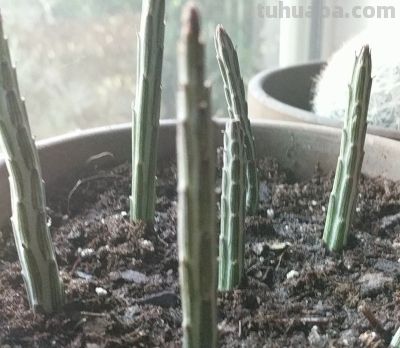 多肉植物（菊科） - 图画吧TUHUABA