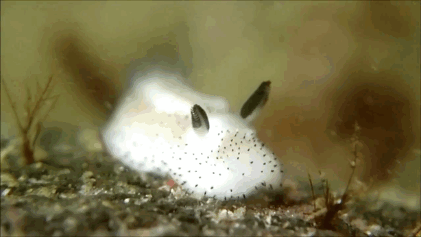 很少人见过的 3 种奇异海洋生物，长相超乎想象 - 今日头条
