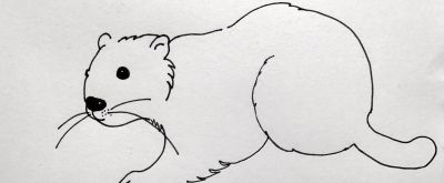 简笔画动物 北美洲海狸 超详细步骤分解 每日一画 认识世界动物 - 图画吧TUHUABA