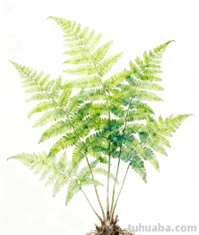 水彩画｜蕨 - 图画吧TUHUABA