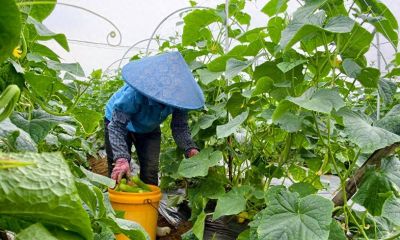 家庭种植南瓜、丝瓜只长秧不见雌花的解决办法 - 今日头条