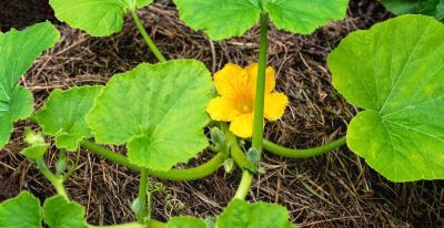 家庭种植南瓜、丝瓜只长秧不见雌花的解决办法 - 今日头条 家庭种植南瓜、丝瓜只长秧不见雌花的解决办法 - 图画吧TUHUABA