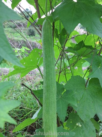 家庭种植南瓜、丝瓜只长秧不见雌花的解决办法 - 今日头条 家庭种植南瓜、丝瓜只长秧不见雌花的解决办法 - 图画吧TUHUABA