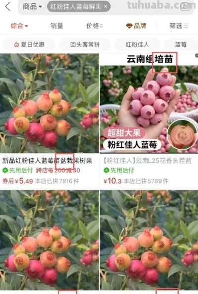 粉色蓝莓苗电商假货超80%：家庭种植为何死亡率超60% - 今日头条