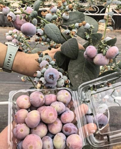 粉色蓝莓苗电商假货超80%:家庭种植为何死亡率超60% - 今日头条 粉色蓝莓苗电商假货超80%:家庭种植为何死亡率超60% - 图画吧TUHUABA
