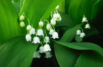 铃兰花花语象征默默陪伴、坚贞温婉的深情。 - 今日头条 铃兰花花语象征默默陪伴、坚贞温婉的深情。 - 图画吧TUHUABA