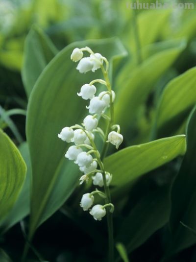 铃兰花花语象征默默陪伴、坚贞温婉的深情。 - 今日头条 铃兰花花语象征默默陪伴、坚贞温婉的深情。 - 图画吧TUHUABA