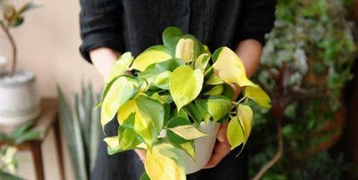 绿萝黄叶不用扔!新手零失败补救指南,轻松养回翠绿 - 今日头条 绿萝黄叶不用扔!新手零失败补救指南,轻松养回翠绿 - 图画吧TUHUABA