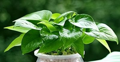 绿萝黄叶不用扔!新手零失败补救指南,轻松养回翠绿 - 今日头条 绿萝黄叶不用扔!新手零失败补救指南,轻松养回翠绿 - 图画吧TUHUABA