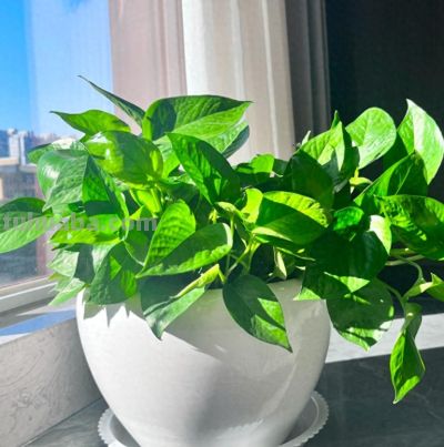 绿萝别乱摆!放对位置财运贵人一起来 - 今日头条 绿萝别乱摆!放对位置财运贵人一起来 - 图画吧TUHUABA
