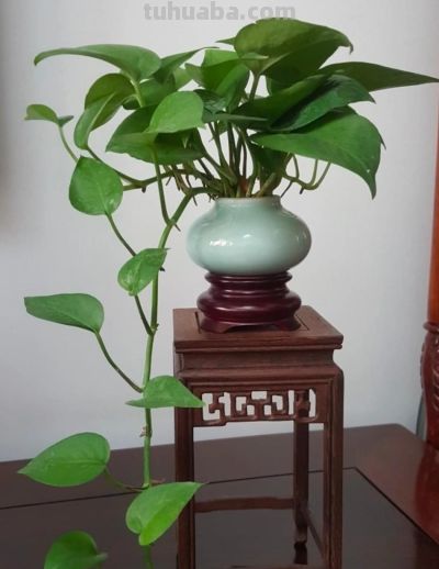 绿萝别乱摆!放对位置财运贵人一起来 - 今日头条 绿萝别乱摆!放对位置财运贵人一起来 - 图画吧TUHUABA