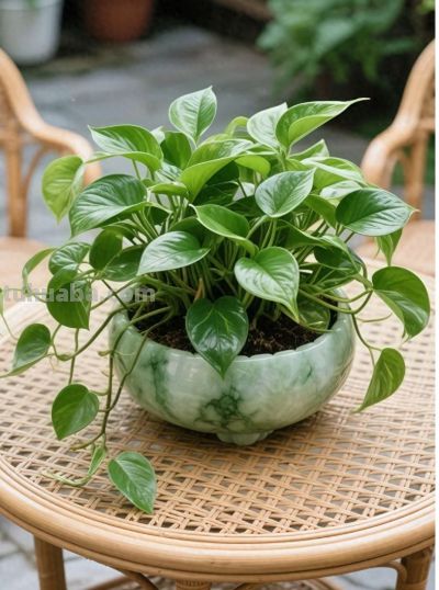 4.28 每天一个绿植小知识，今天专治绿萝的常见病 - 今日头条