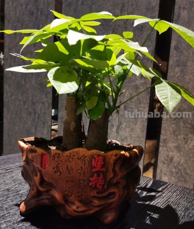 发财树卷叶别乱救!找准3个原因,快速恢复翠绿挺拔 - 今日头条 发财树卷叶别乱救!找准3个原因,快速恢复翠绿挺拔 - 图画吧TUHUABA
