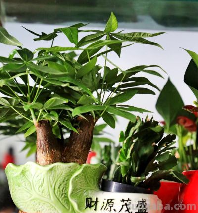 发财树卷叶别乱救!找准3个原因,快速恢复翠绿挺拔 - 今日头条 发财树卷叶别乱救!找准3个原因,快速恢复翠绿挺拔 - 图画吧TUHUABA