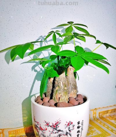 发财树卷叶别乱救!找准3个原因,快速恢复翠绿挺拔 - 今日头条 发财树卷叶别乱救!找准3个原因,快速恢复翠绿挺拔 - 图画吧TUHUABA