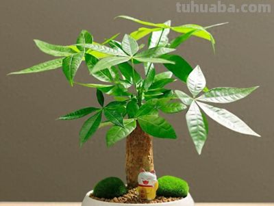 发财树叶子发黄还掉，光照不对才是真凶，你家摆对地方了吗。 - 今日头条