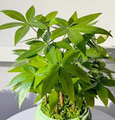 发财树叶子发黄还掉,光照不对才是真凶,你家摆对地方了吗。 - 今日头条 发财树叶子发黄还掉,光照不对才是真凶,你家摆对地方了吗。 - 图画吧TUHUABA
