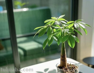 发财树叶子发黄还掉,光照不对才是真凶,你家摆对地方了吗。 - 今日头条 发财树叶子发黄还掉,光照不对才是真凶,你家摆对地方了吗。 - 图画吧TUHUABA