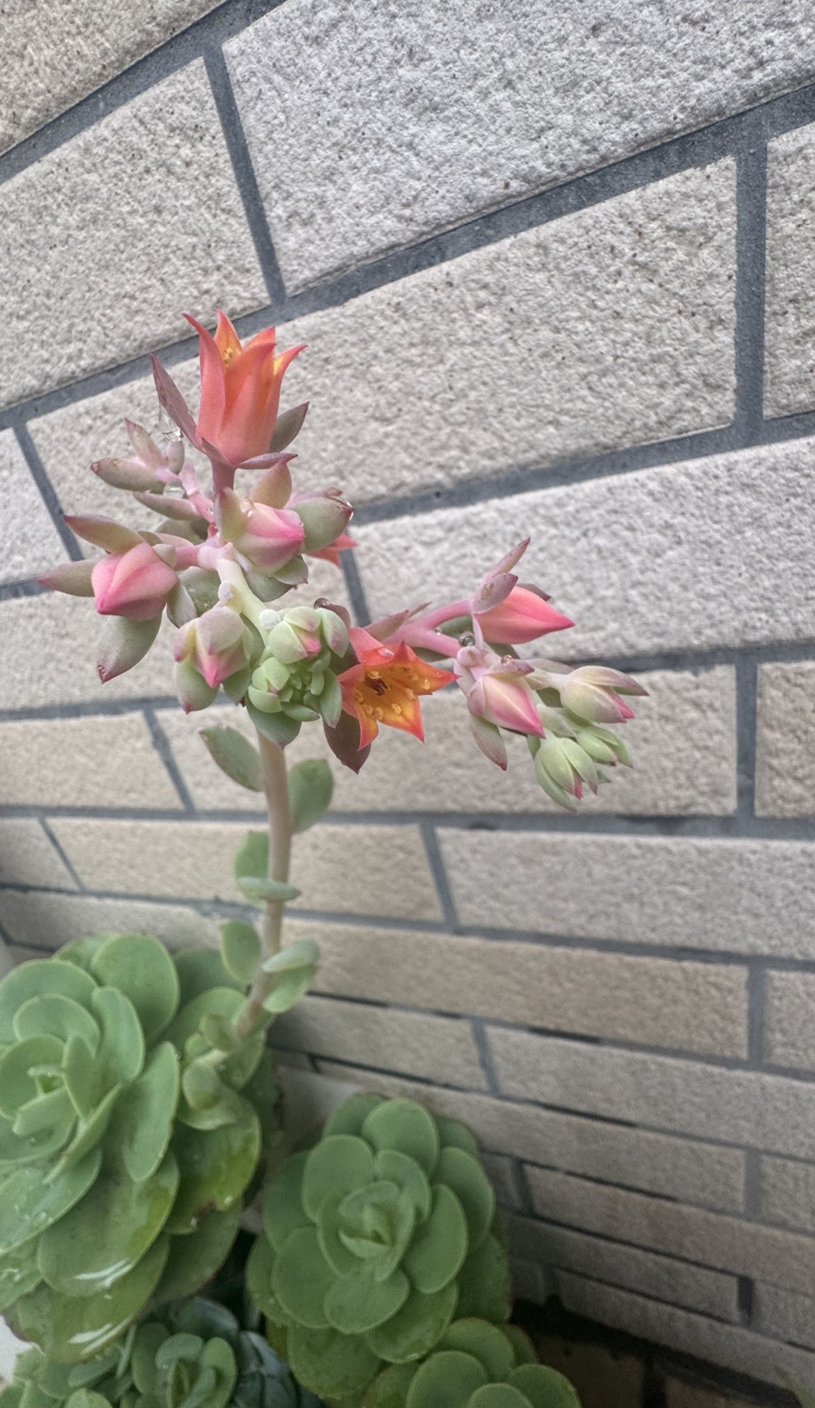 多肉植物竟然会开花 - 今日头条