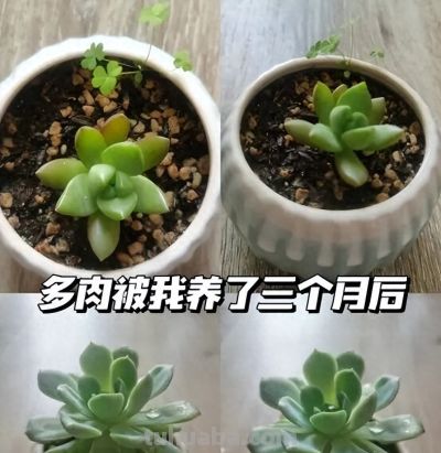 满市场的多肉，为啥没人买了？过来人告诉你：原因只有1个 - 今日头条