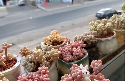 满市场的多肉，为啥没人买了？过来人告诉你：原因只有1个 - 图画吧TUHUABA