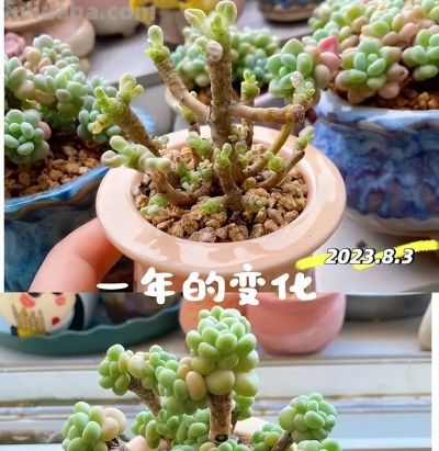 满市场的多肉，为啥没人买了？过来人告诉你：原因只有1个 - 图画吧TUHUABA