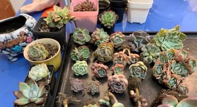 多肉堆积成山，买了很多的肉肉，能卖的赶紧卖了，后悔来不及 - 图画吧TUHUABA
