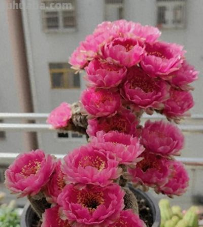 奶奶养在阳台上的仙人球，一次开了24朵，网友：这是给喂了激素么 - 今日头条