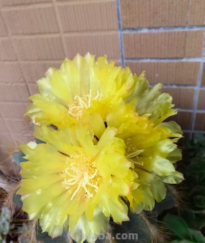 我的仙人球爆花心得｜配土是核心，露养是秘籍，少病易群开！ - 图画吧TUHUABA