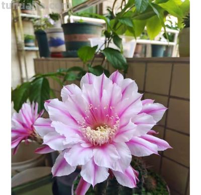 9种高颜值开花仙人球，花大色艳，懒人随便养都爆盆 - 图画吧TUHUABA
