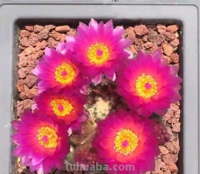 9种高颜值开花仙人球，花大色艳，懒人随便养都爆盆 - 图画吧TUHUABA