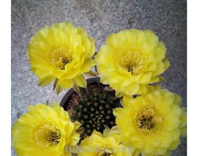 9种高颜值开花仙人球，花大色艳，懒人随便养都爆盆 - 图画吧TUHUABA