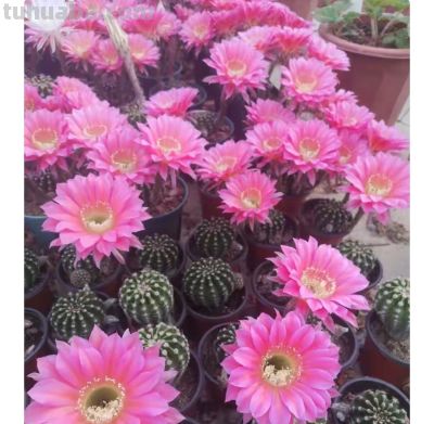 9种高颜值开花仙人球，花大色艳，懒人随便养都爆盆 - 图画吧TUHUABA