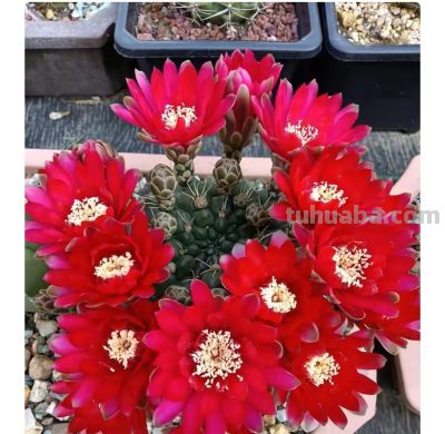 9种高颜值开花仙人球，花大色艳，懒人随便养都爆盆 - 图画吧TUHUABA