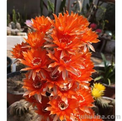 9种高颜值开花仙人球，花大色艳，懒人随便养都爆盆 - 图画吧TUHUABA