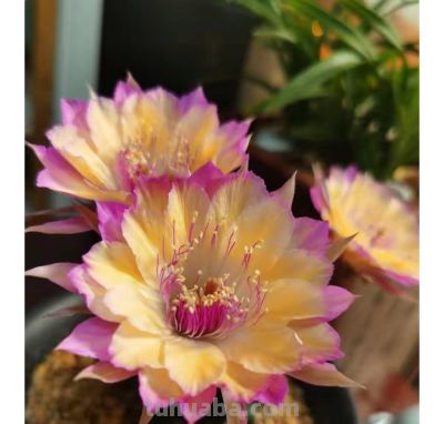 9种高颜值开花仙人球，花大色艳，懒人随便养都爆盆 - 图画吧TUHUABA