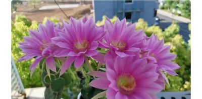 9种高颜值开花仙人球，花大色艳，懒人随便养都爆盆 - 图画吧TUHUABA