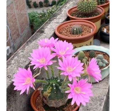 9种高颜值开花仙人球，花大色艳，懒人随便养都爆盆 - 图画吧TUHUABA